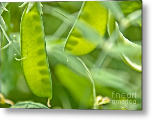 Peas Metal Print featuring the photograph Peas in a Pod by Cheryl Baxter