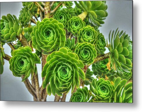 Floral Metal Print featuring the photograph Pedals of Green by Richard Gehlbach