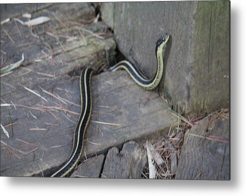 Snake Metal Print featuring the photograph Peek a boo by Denise Cicchella