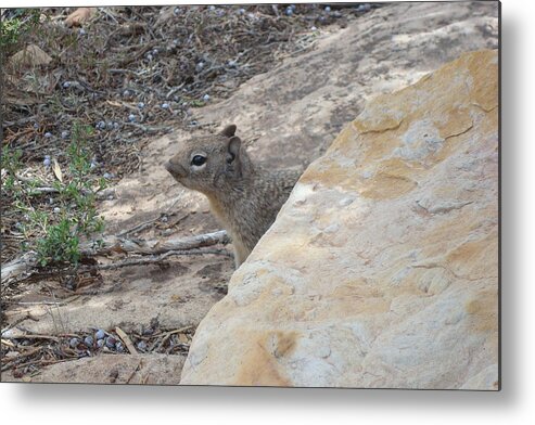 Ground Squirrel Metal Print featuring the photograph Peek-a-Boo by Susan Woodward