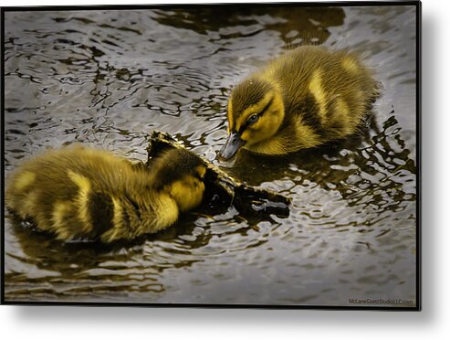 Usa Metal Print featuring the photograph Peeka boo Ducklings by LeeAnn McLaneGoetz McLaneGoetzStudioLLCcom