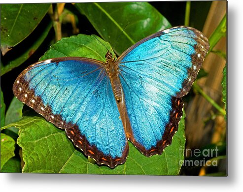 Nature Metal Print featuring the photograph Peleides Blue Morpho by Millard H. Sharp