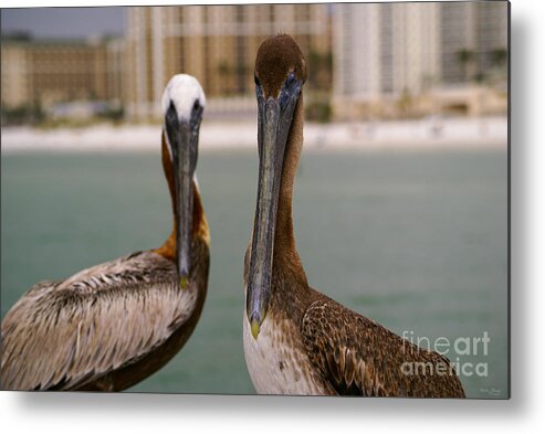 Pelican Metal Print featuring the photograph Pelican Couple by Jennifer White