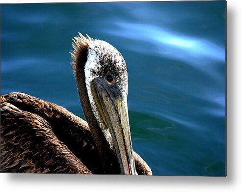 California Brown Pelican Metal Print featuring the photograph Pelican Eyes by William Kimble