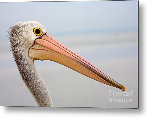 Pelican Metal Print featuring the photograph Pelican Profile by Michael Dawson