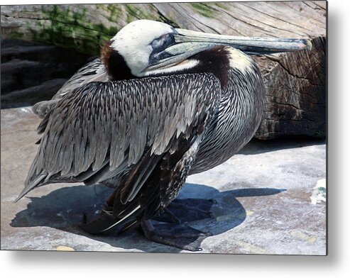 Pelican Metal Print featuring the photograph Pelican Resting by Shoal Hollingsworth