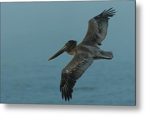 Dusk Metal Print featuring the photograph Pelican by Sebastian Musial