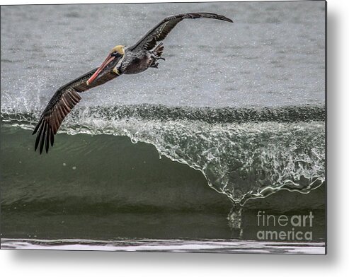 Pelican Metal Print featuring the photograph Pelican Surfing by Scott Moore