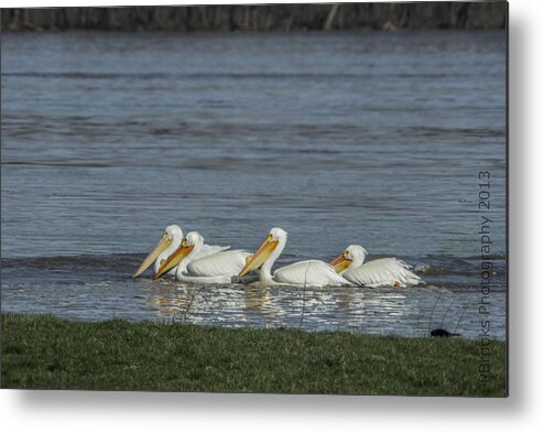  Metal Print featuring the photograph Pelicans in Floodwaters by Paul Brooks