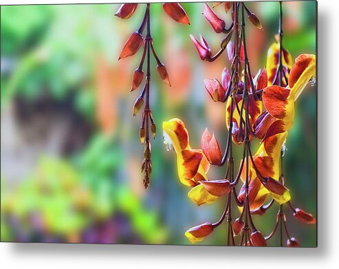 Antigua Metal Print featuring the photograph Pending flowers by Roberto Pagani