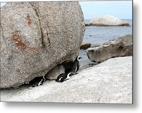 Penguins Metal Print featuring the photograph Penguins at Boulders Beach in South Africa by Catherine Sherman