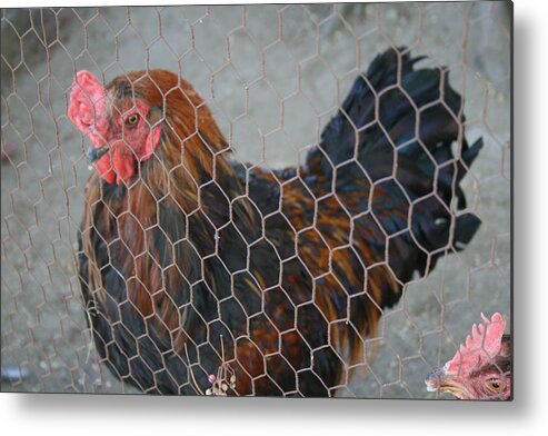 Animals Metal Print featuring the photograph Penned Rooster by Horst Duesterwald