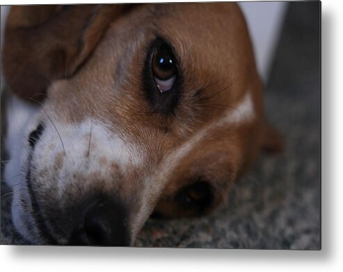 Beagle Metal Print featuring the photograph Penny the Beagle Dog by Valerie Collins