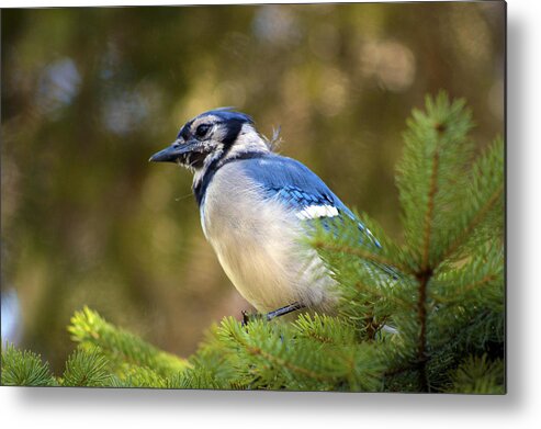 Blue Jay Metal Print featuring the photograph Penthouse View by Ron Haist