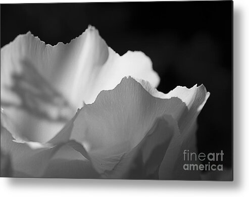 Peony Metal Print featuring the photograph Peony Edges by Terry Rowe