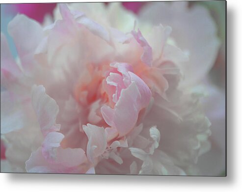 Flower Metal Print featuring the photograph Peony love by Jeff Burgess