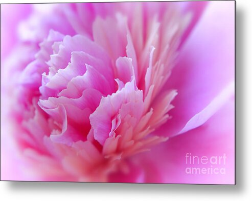 Pink Metal Print featuring the photograph Peony Pink Petals by Charline Xia