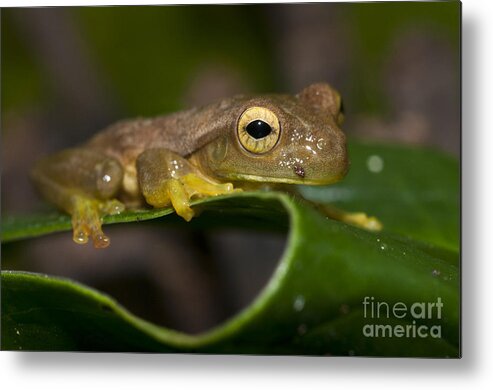 Pepper Treefrog Metal Print featuring the photograph Pepper Treefrog Rana Lechera Comun by William H. Mullins