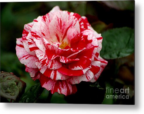 Roses Metal Print featuring the photograph Peppermint Eye Candy by Living Color Photography Lorraine Lynch