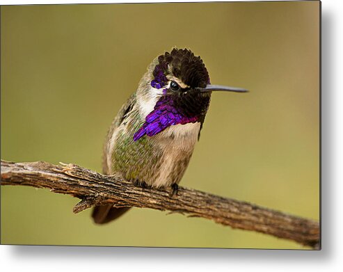 Costa's Hummingbird Metal Print featuring the photograph Perched and Pretty by Leda Robertson