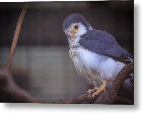 Animals Metal Print featuring the photograph Perched by Matthew Onheiber