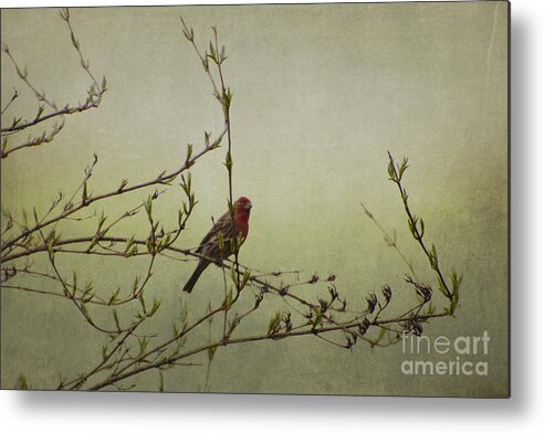 Photograph Metal Print featuring the photograph Perching Finch by Judy Wolinsky