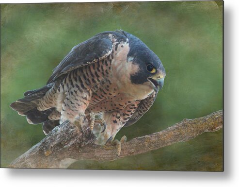 Falcon Metal Print featuring the photograph Peregrine Falcon by Angie Vogel