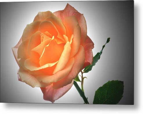 Roses Metal Print featuring the photograph Perfect Rose. by Terence Davis