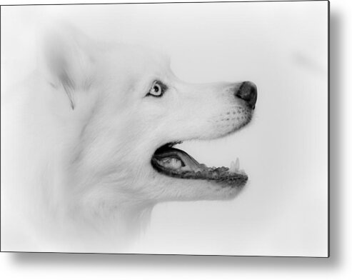 Siberian Husky Metal Print featuring the photograph Perfection by Betty Depee