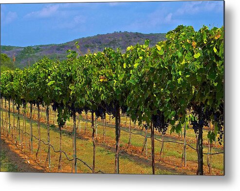 Wine Vineyard Print Metal Print featuring the photograph Perissos Hill Country Vineyard by Kristina Deane