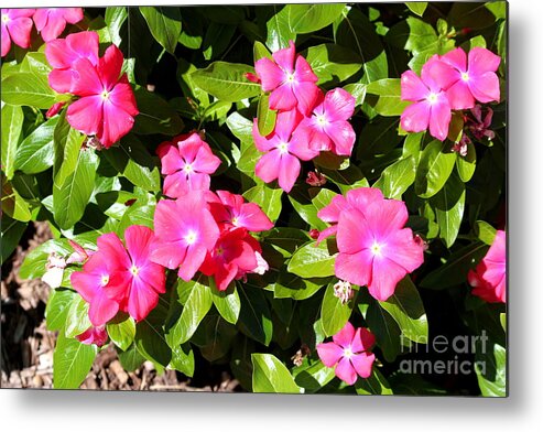 Pink Metal Print featuring the photograph Periwinkles by Cynthia Snyder