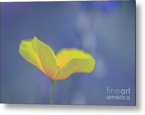 Mexican Gold Poppy Metal Print featuring the photograph Petals or Lapels by Tamara Becker
