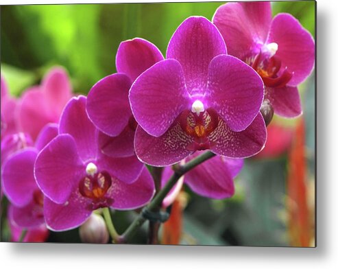 Red Jewel Metal Print featuring the photograph Phalaenopsis 'red Jewel' by Neil Joy/science Photo Library