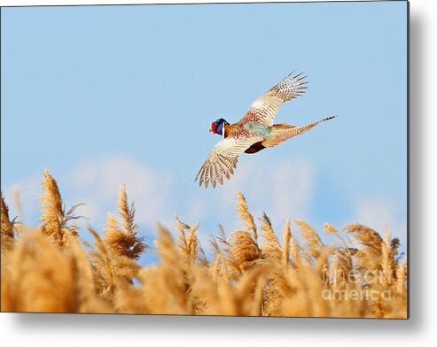 Pheasant Metal Print featuring the photograph Pheasant Fly By by Bill Singleton