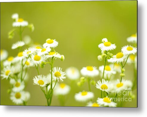 Wildflower Metal Print featuring the photograph Philadelphia Fleabane Wildflowers in Soft Focus by Beverly Claire Kaiya