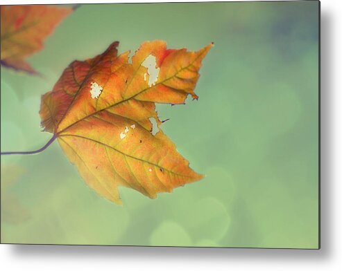 Autumn Leaves Metal Print featuring the photograph Pieces of Me by Amy Tyler