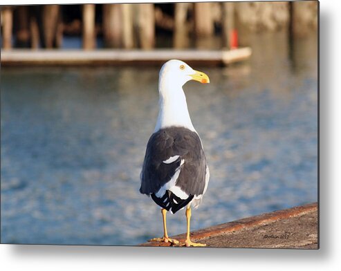 Animals Metal Print featuring the photograph Pier Watch by Dick Botkin