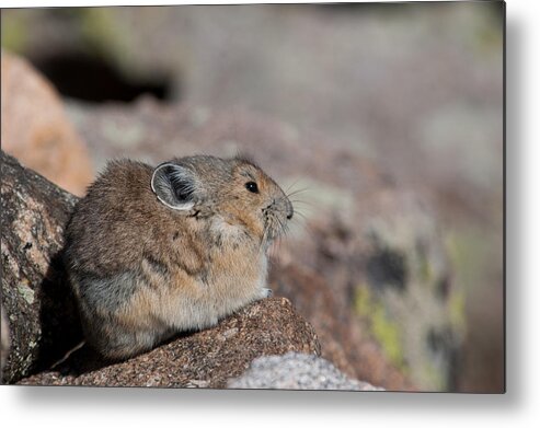 Pika Metal Print featuring the photograph Pika in the Sun by Cascade Colors