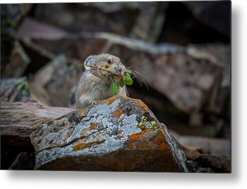  Metal Print featuring the photograph Pika Hustle by Kevin Dietrich