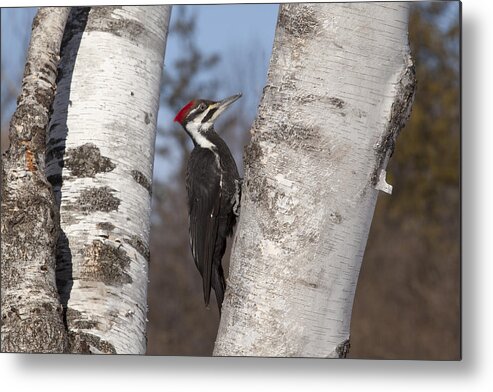 Woodpecker Metal Print featuring the photograph Pileated by Eunice Gibb