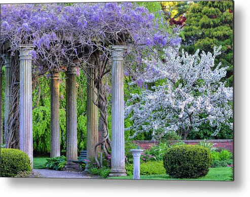 Flowers Metal Print featuring the photograph Pillars of Wisteria by Michael Hubley