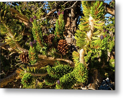 Photography Metal Print featuring the photograph Pine Cones Growing On A Twigs, Ancient by Panoramic Images