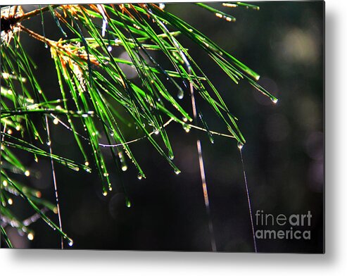 Pine Tree Metal Print featuring the photograph Pine Dew by Melissa Petrey