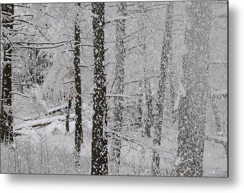 Landscape Metal Print featuring the photograph Pine Forest Snow Globe by Jack Harries