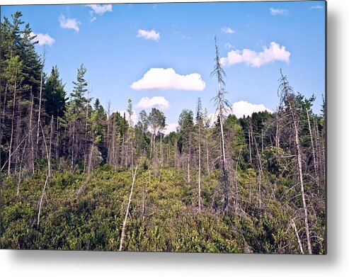 Summer Metal Print featuring the photograph Pine trees forest by Marek Poplawski