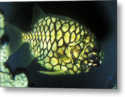 Australian Fish Metal Print featuring the photograph Pineapple Fish by Greg Ochocki