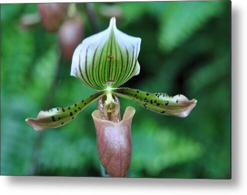 Green Metal Print featuring the photograph Pink and green lady slipper orchid by Sue Morris