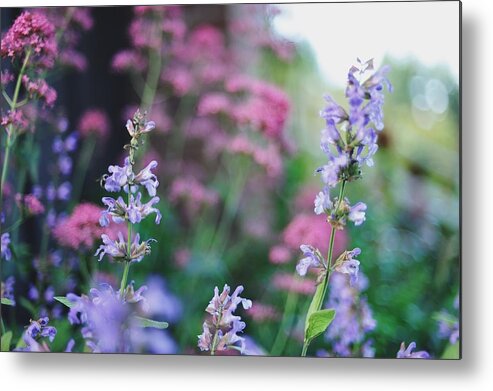 Purple Metal Print featuring the photograph Pink And Purple Flowers by Carlina Teteris