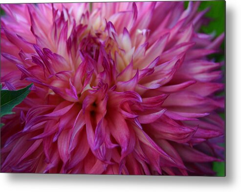 Pink And White Dahlia Metal Print featuring the photograph Pink and White Dahlia by Denyse Duhaime
