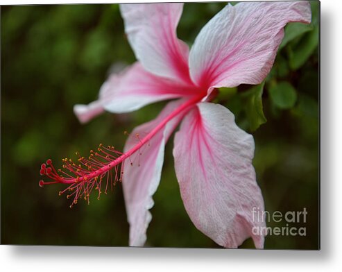  Metal Print featuring the photograph Pink and White Hibiscus by Aloha Art